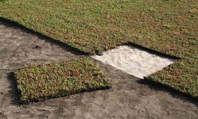 Sedummaatte1182x688 Sedummaatte1182x688