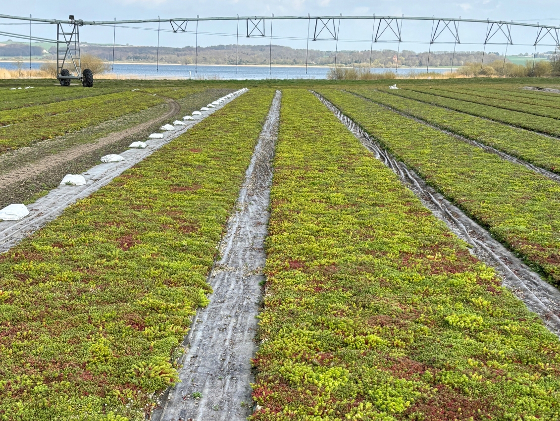 Dansk Sedumproduktion I Gørlev