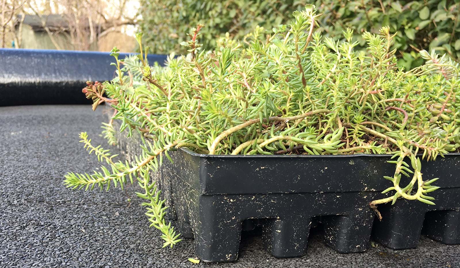 Sedum Bakke 1182X688 Sedum Bakke 1182X688