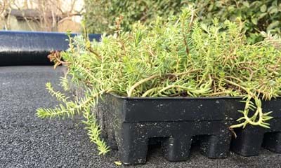 Sedum Bakke 1182X688 Sedum Bakke 1182X688