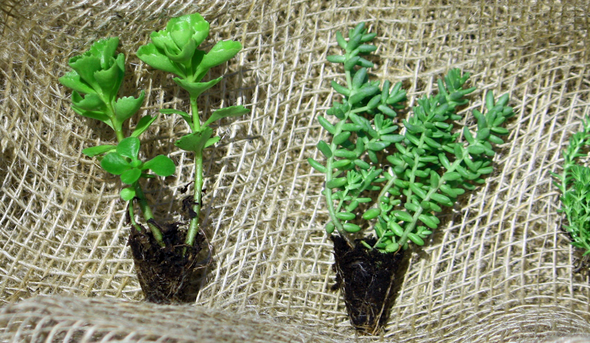 Sedum Plugs 1182X688