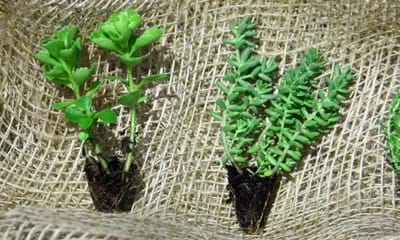 Sedum Plugs 1182X688 Sedum Plugs 1182X688