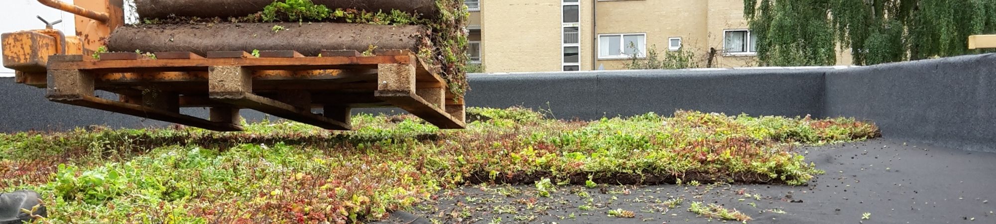 BGreen-it Sedummåtte Byggros.jpg