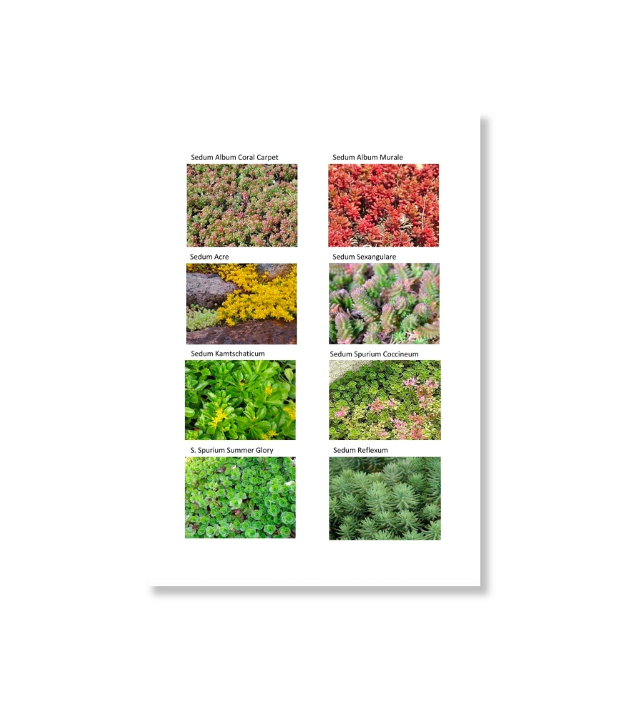 Sedumplugs sorter - bannerbillede.jpg