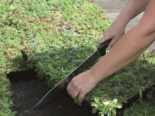 Sedumbakker1800x1350 Sedumbakker1800x1350